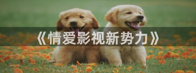 韩国电影顶楼的大象未删减版：《情爱影视新势力》